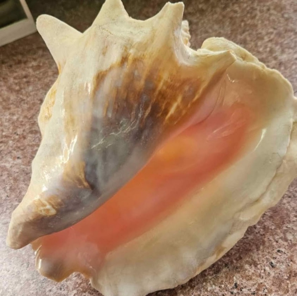 Natural Shell, Vintage - Picture 4 of 10